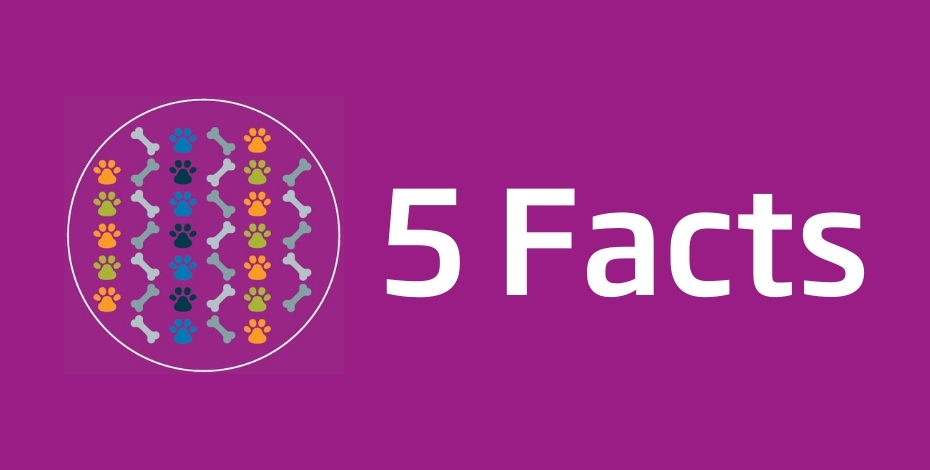 Five facts about physiotherapy and cruciate ligament disease in dogs