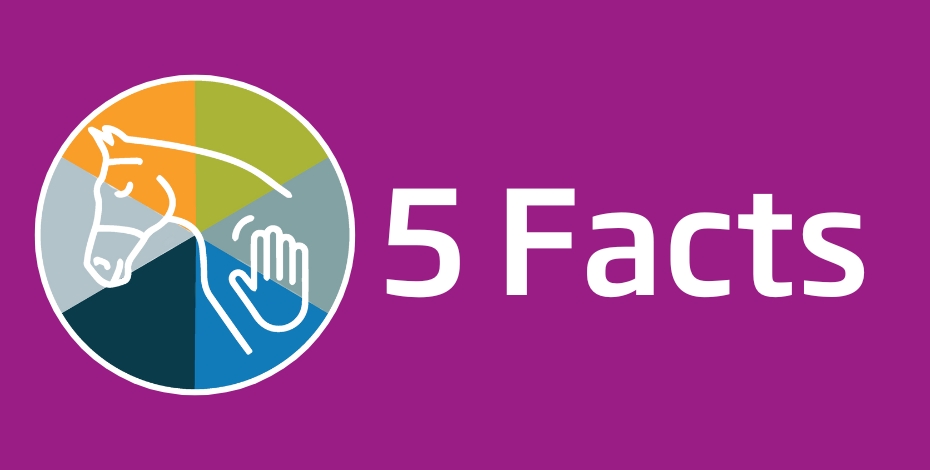 Five facts about equine physiotherapy_PRF