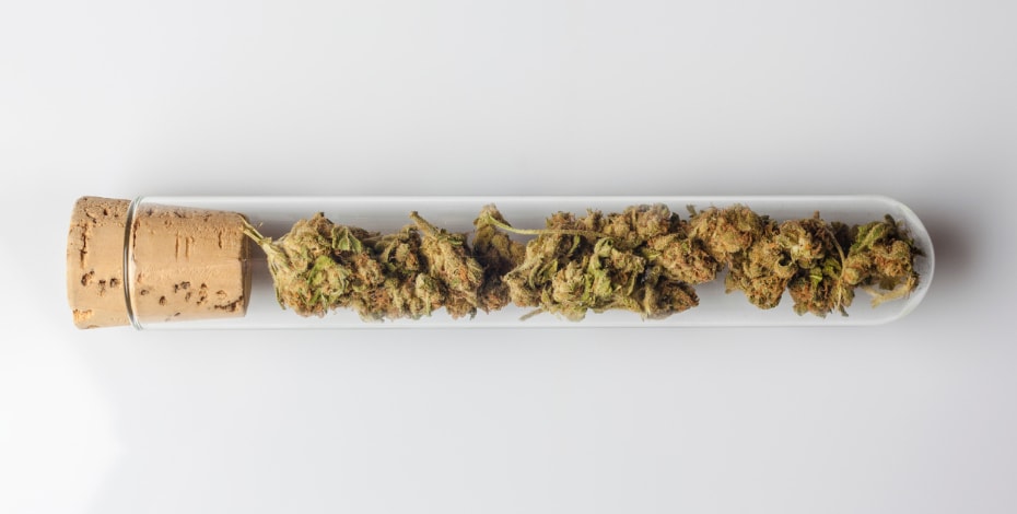 The medicinal cannabis debate