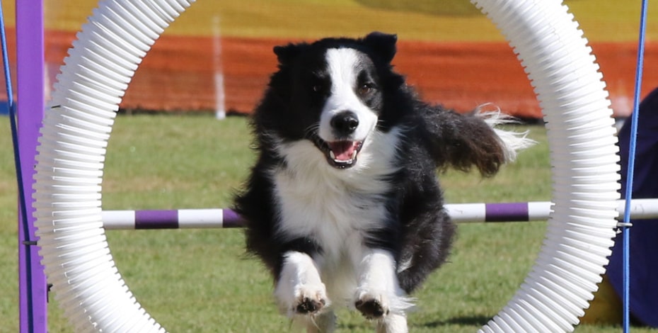 Animal physiotherapy campaign off and racing