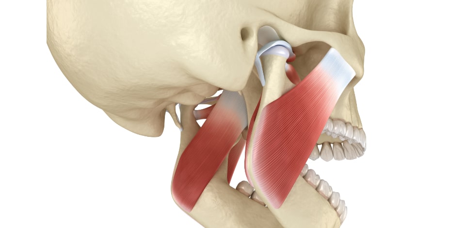 It’s all in the jaw